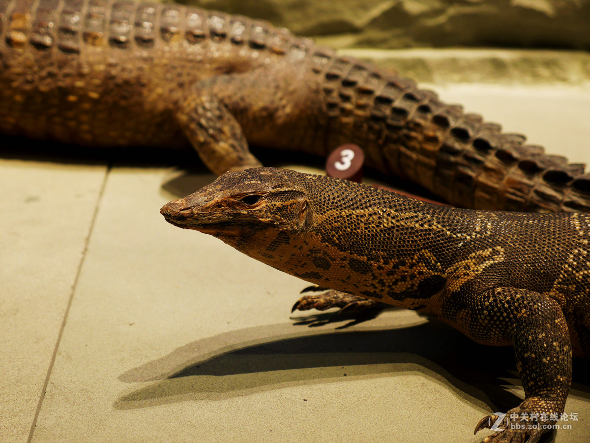 上海自然博物馆