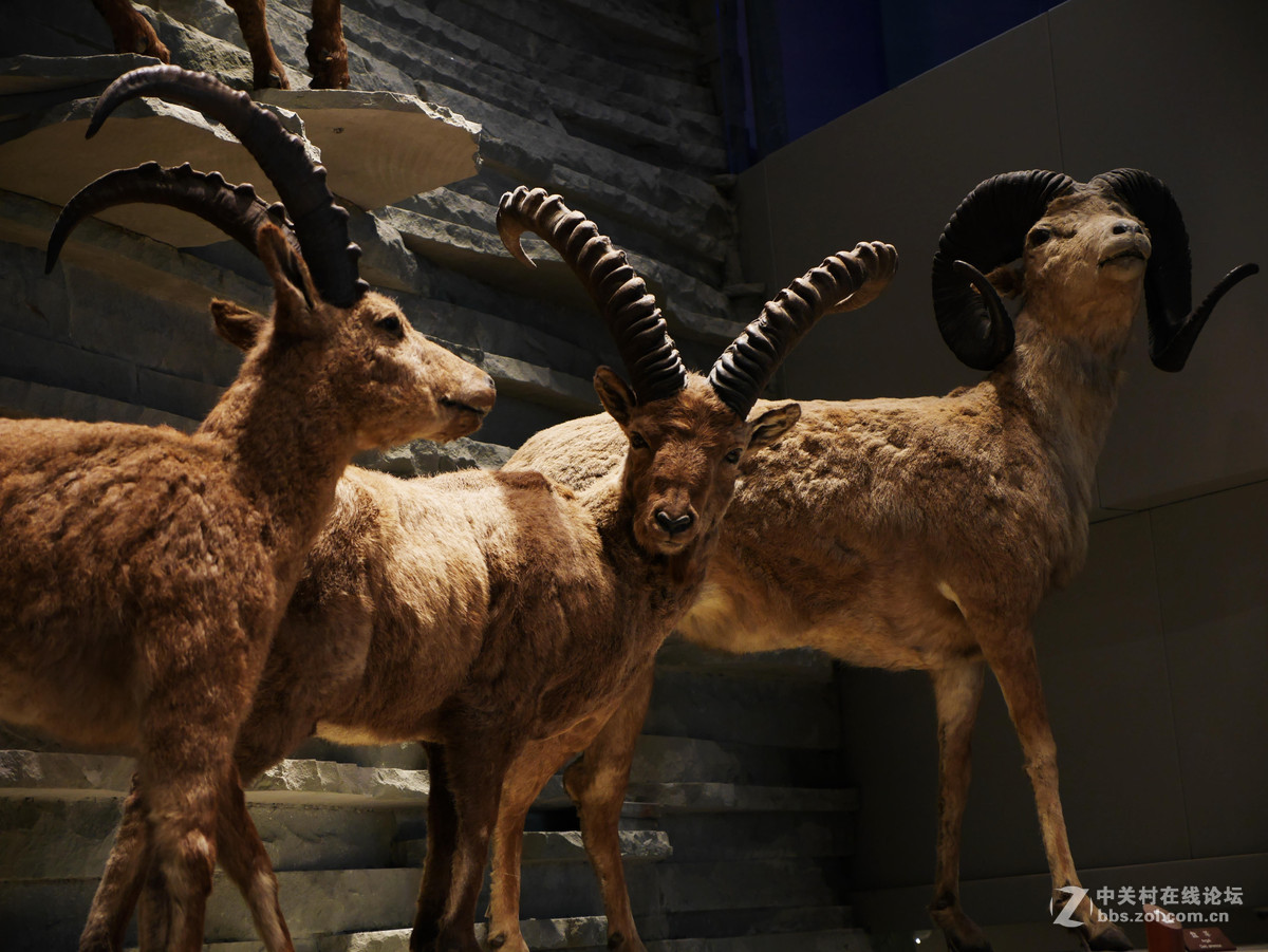 上海自然博物馆