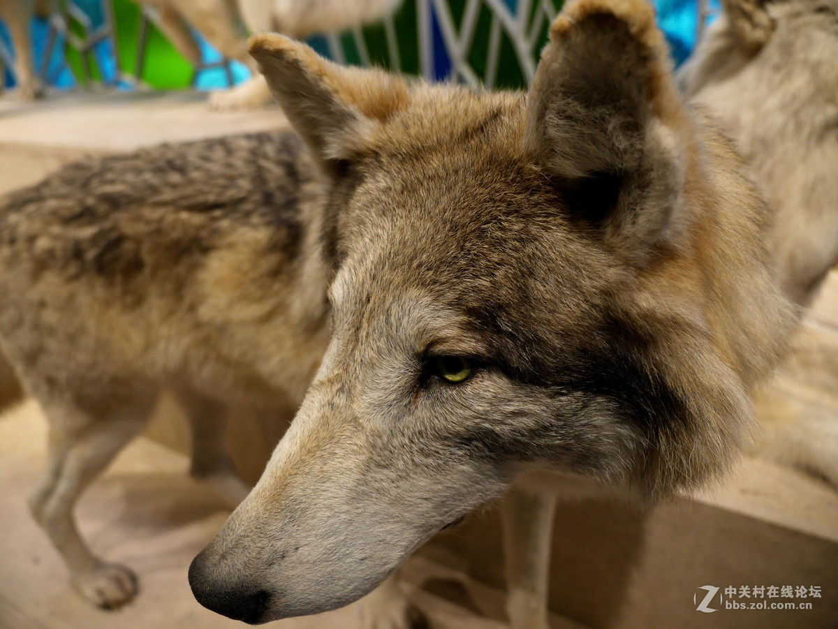 上海自然博物馆