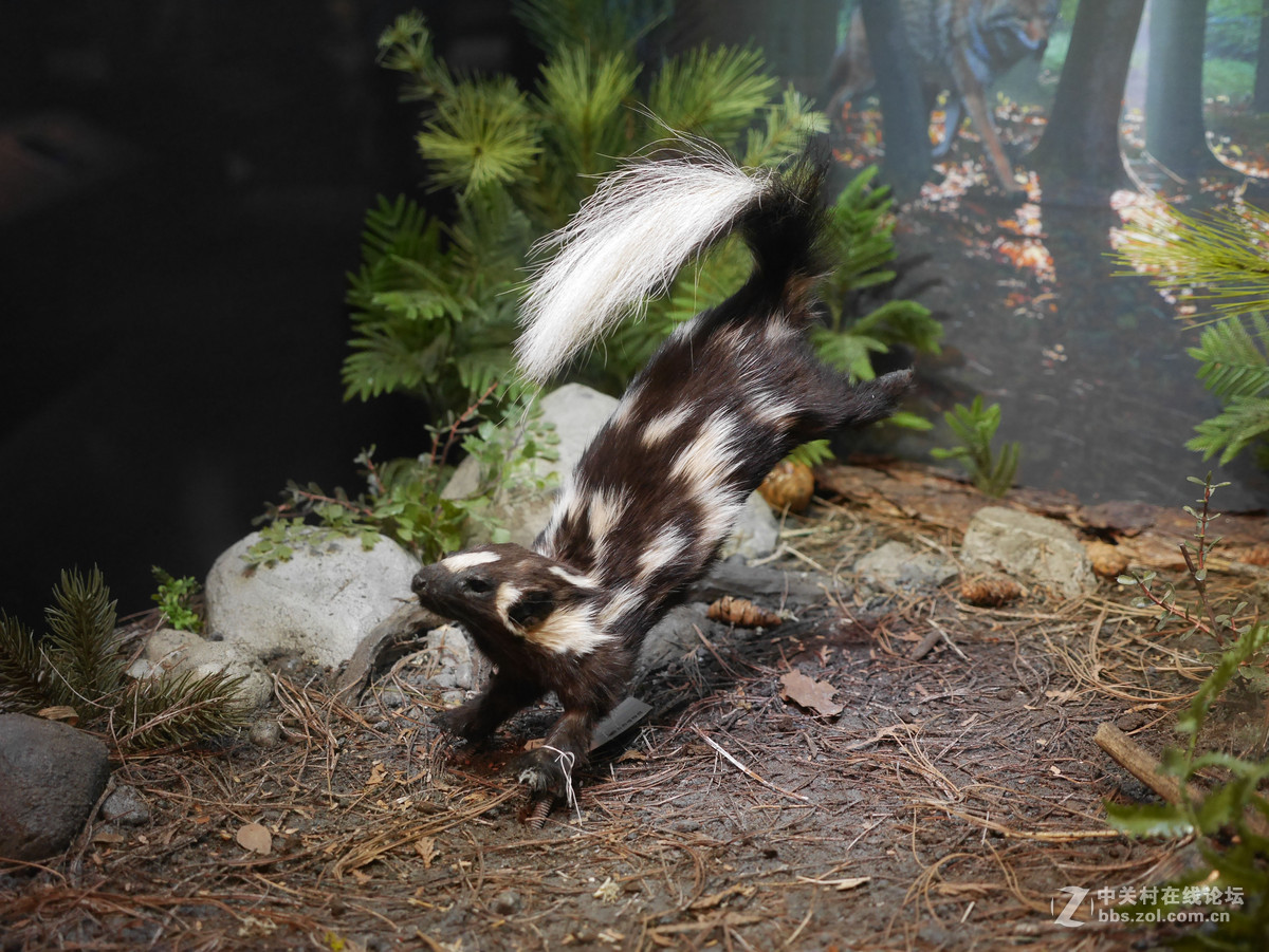 上海自然博物馆