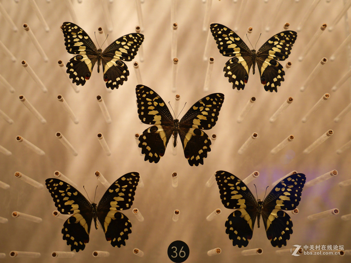 上海自然博物馆