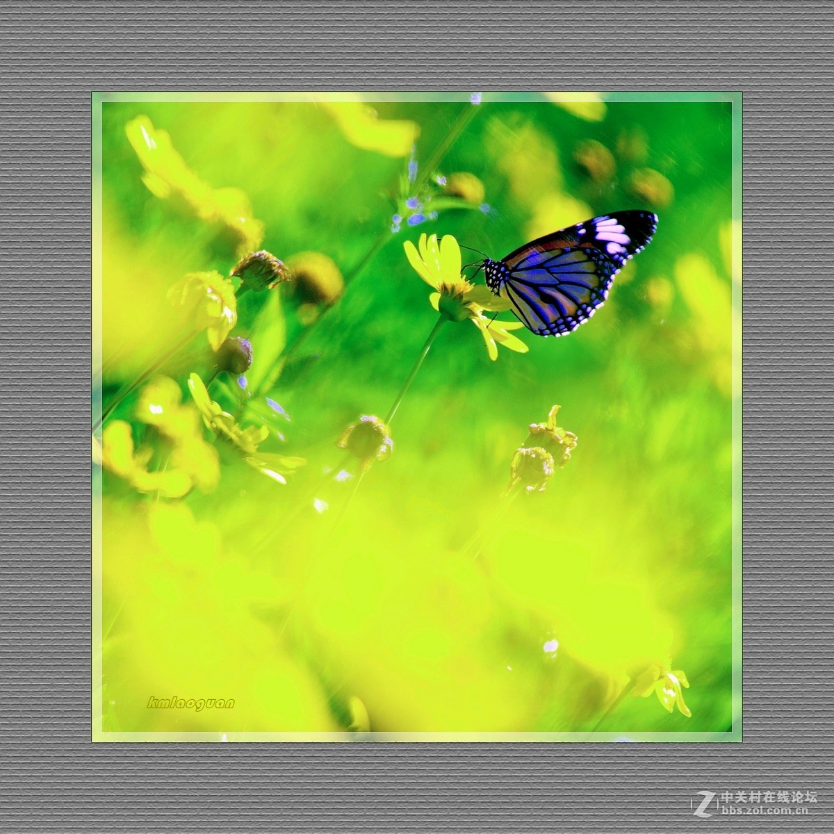 逐光弄影——秋风中的蝴蝶