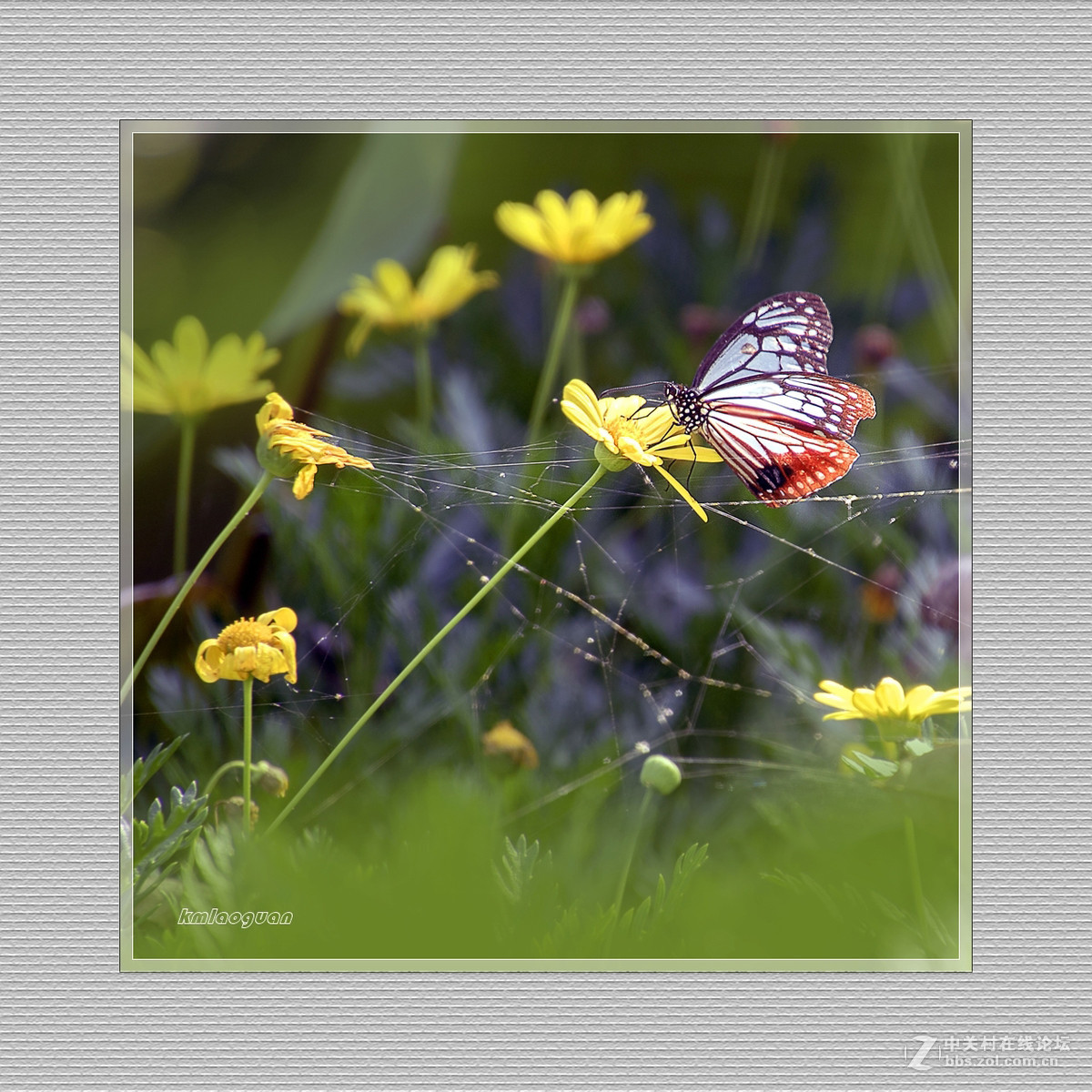 逐光弄影——秋风中的蝴蝶