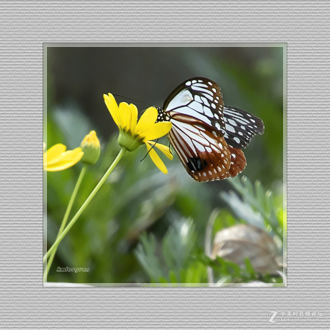 逐光弄影——秋风中的蝴蝶