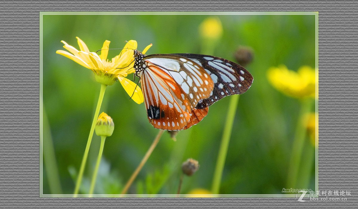 逐光弄影——秋风中的蝴蝶