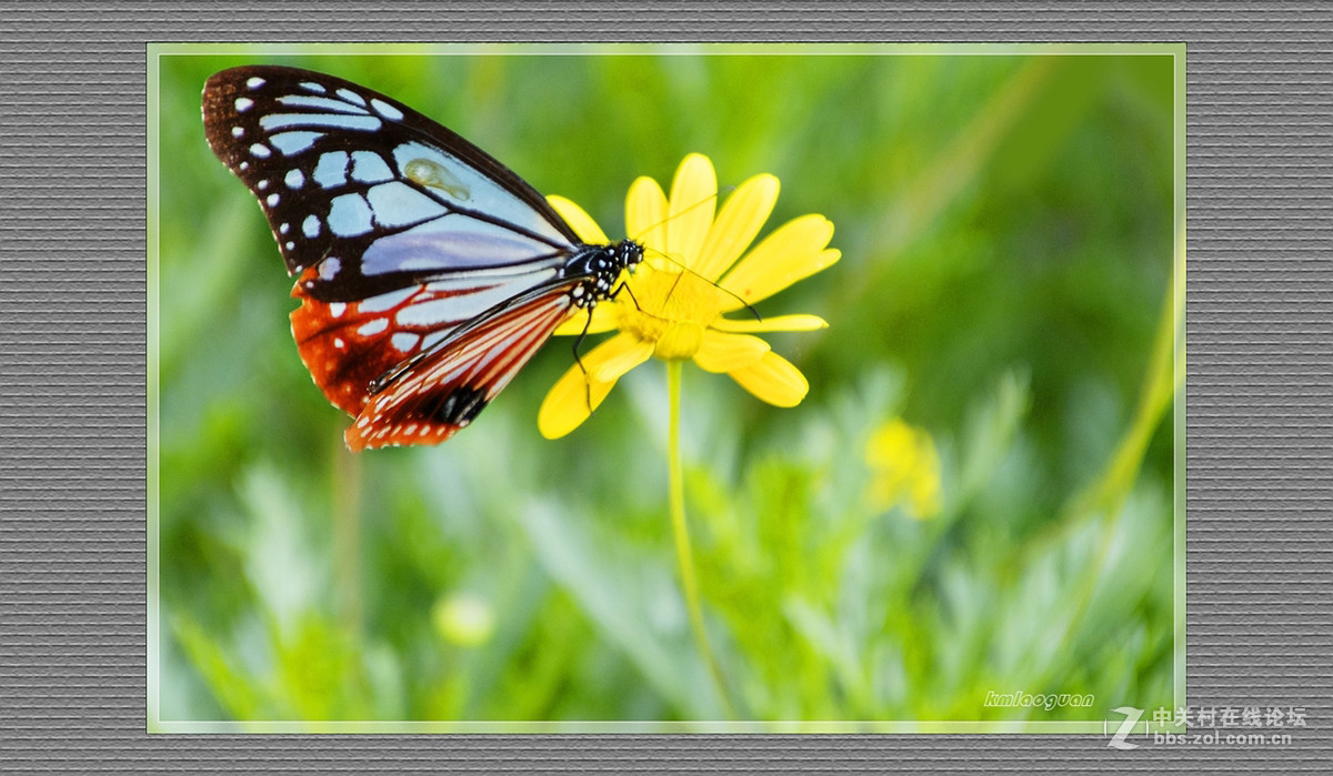 逐光弄影——秋风中的蝴蝶