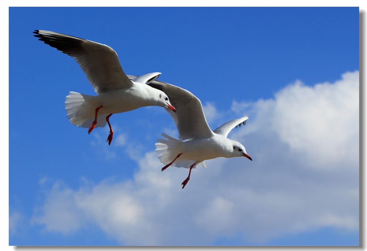 一组海鸥，给大家拜年啦！