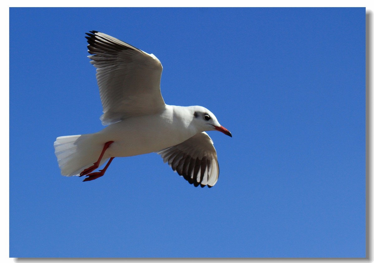 一组海鸥，给大家拜年啦！