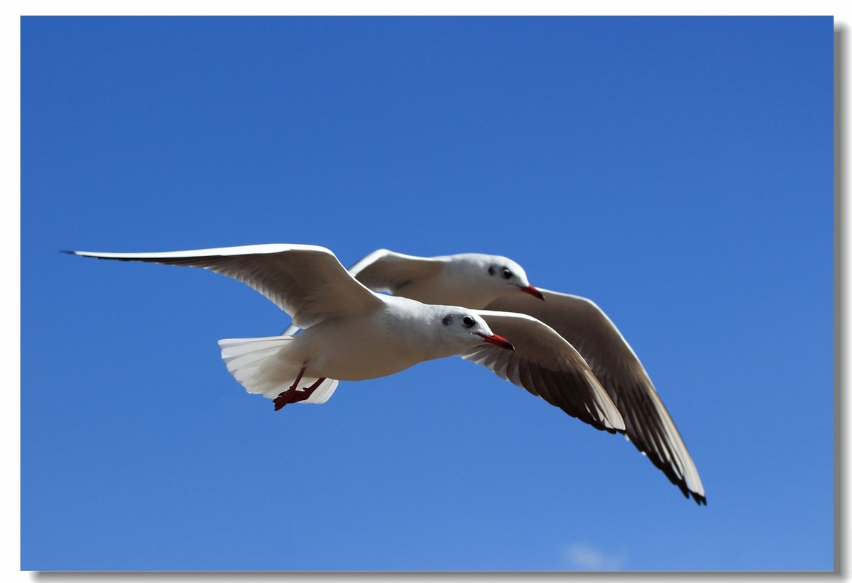 一组海鸥，给大家拜年啦！