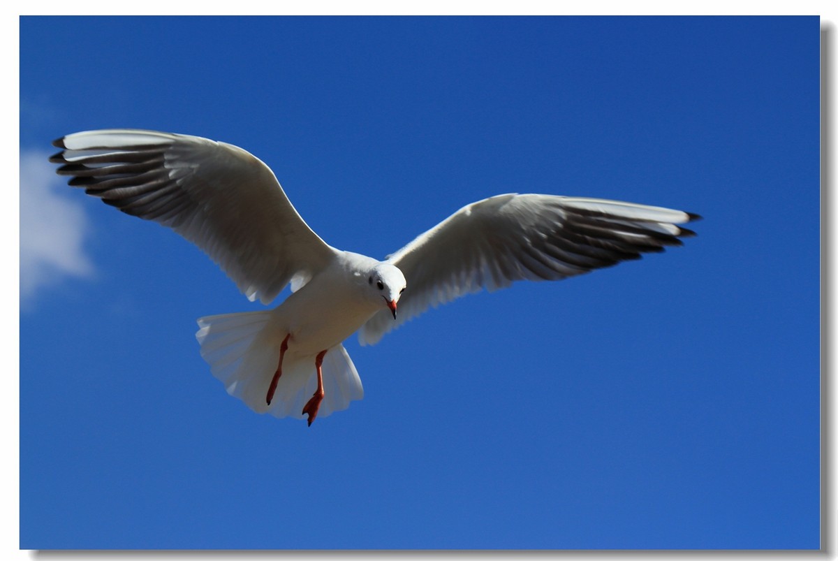 一组海鸥，给大家拜年啦！