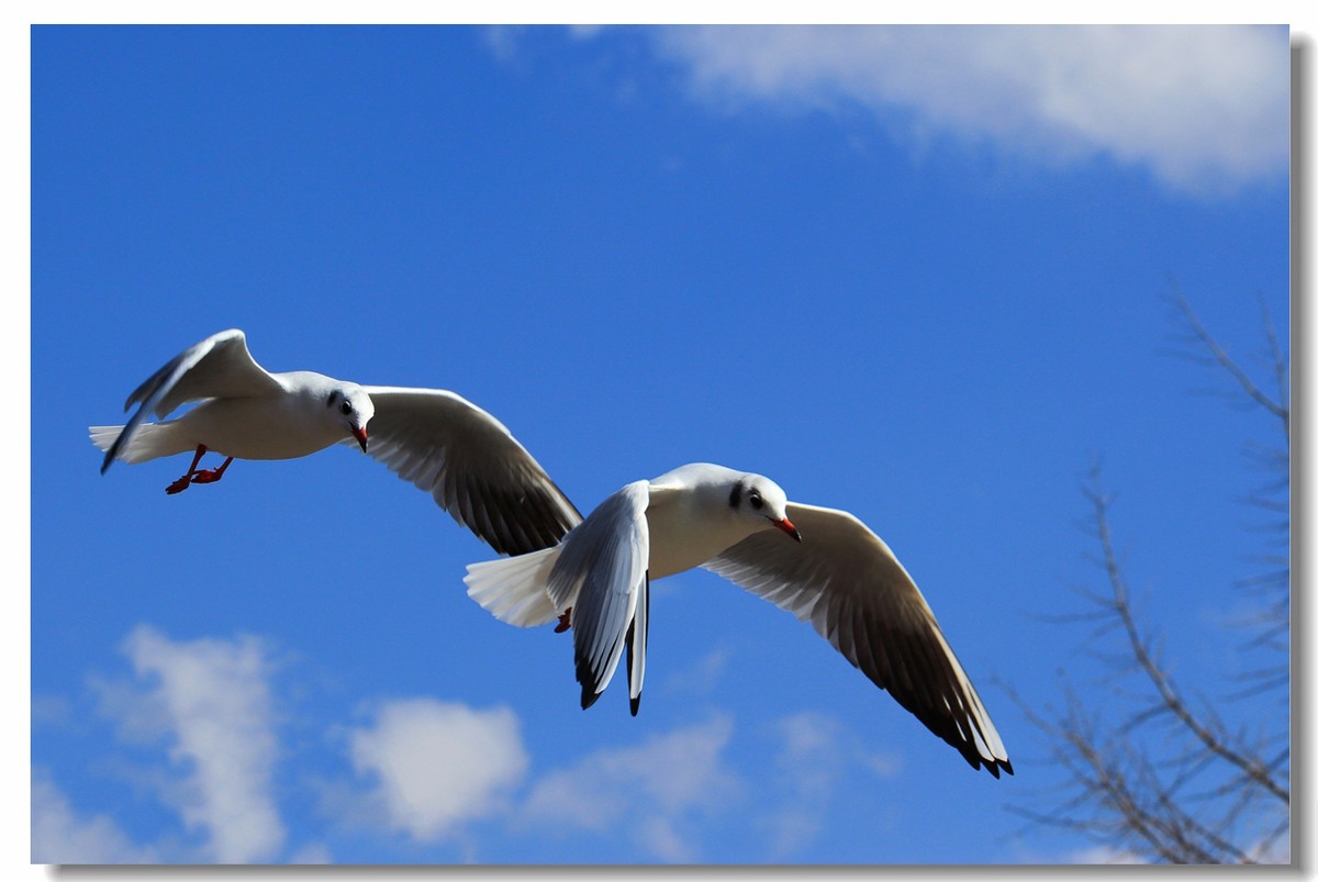 一组海鸥，给大家拜年啦！