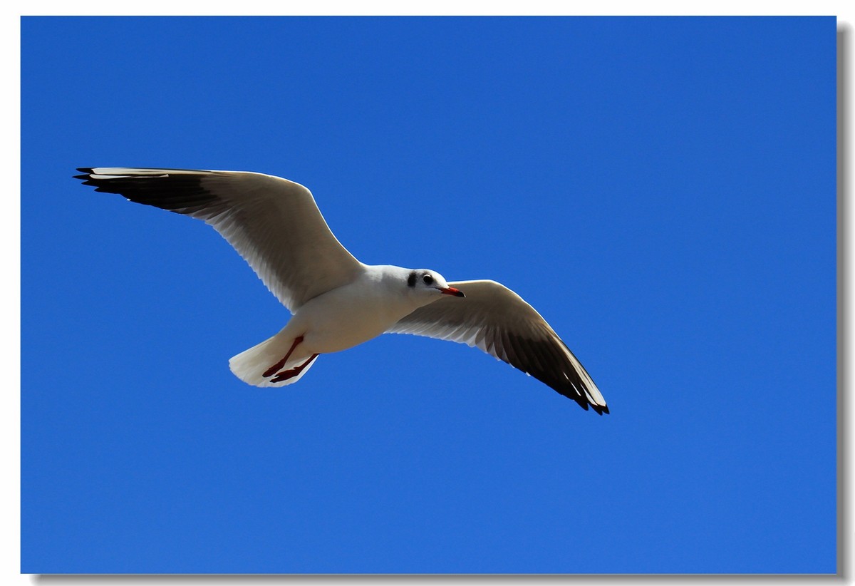 一组海鸥，给大家拜年啦！