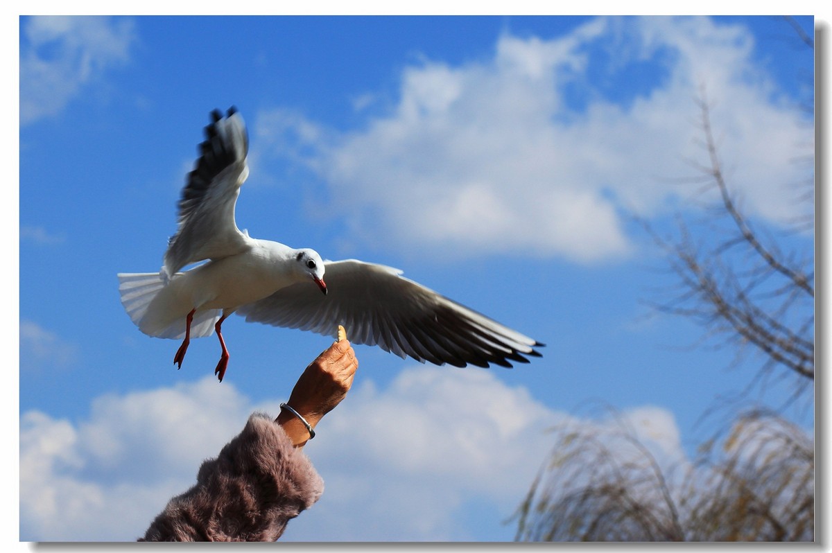 一组海鸥，给大家拜年啦！