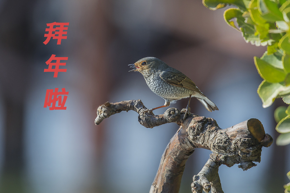 拜年帖——红尾水鸲