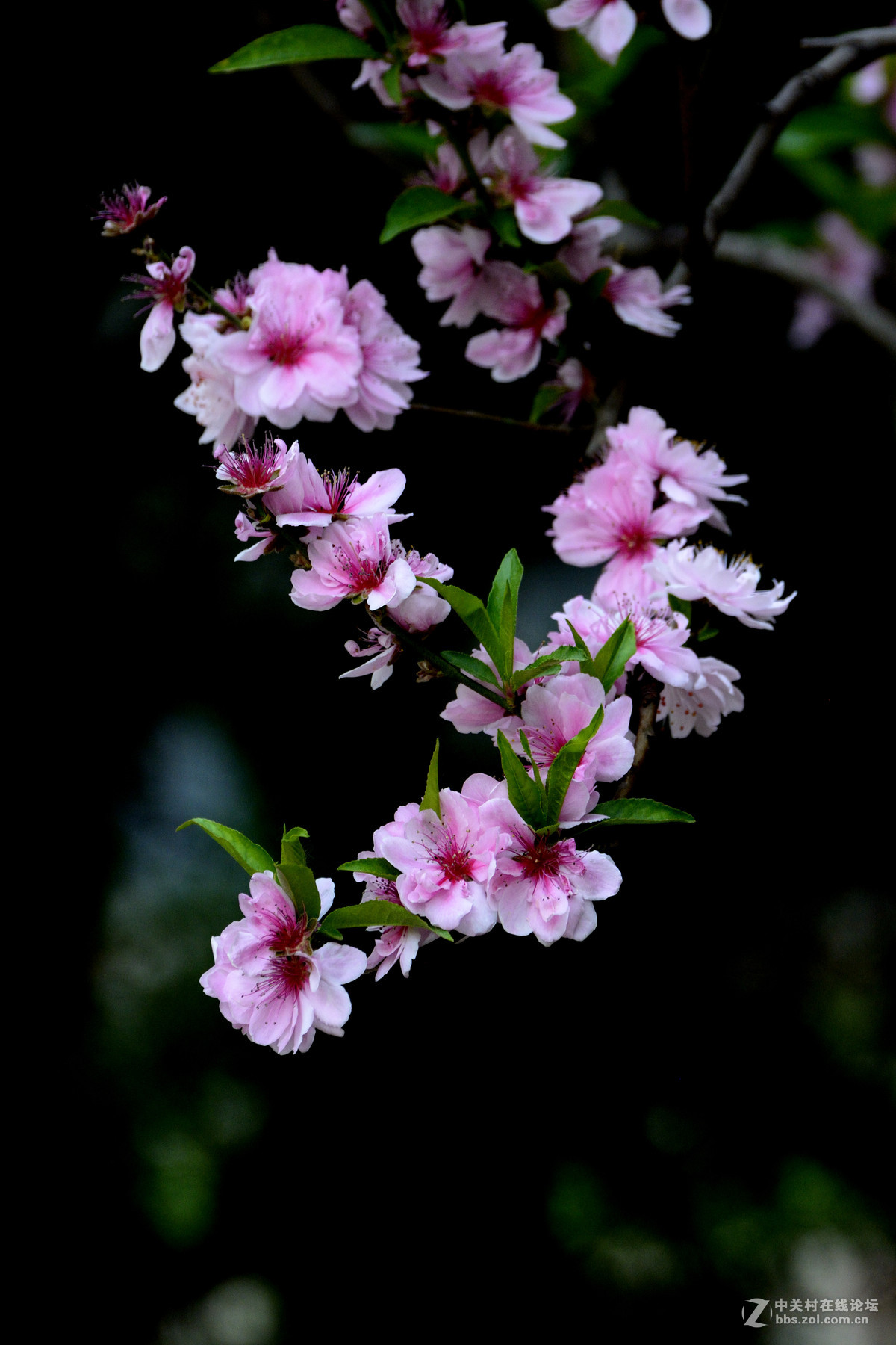 暗调的花花和叶子