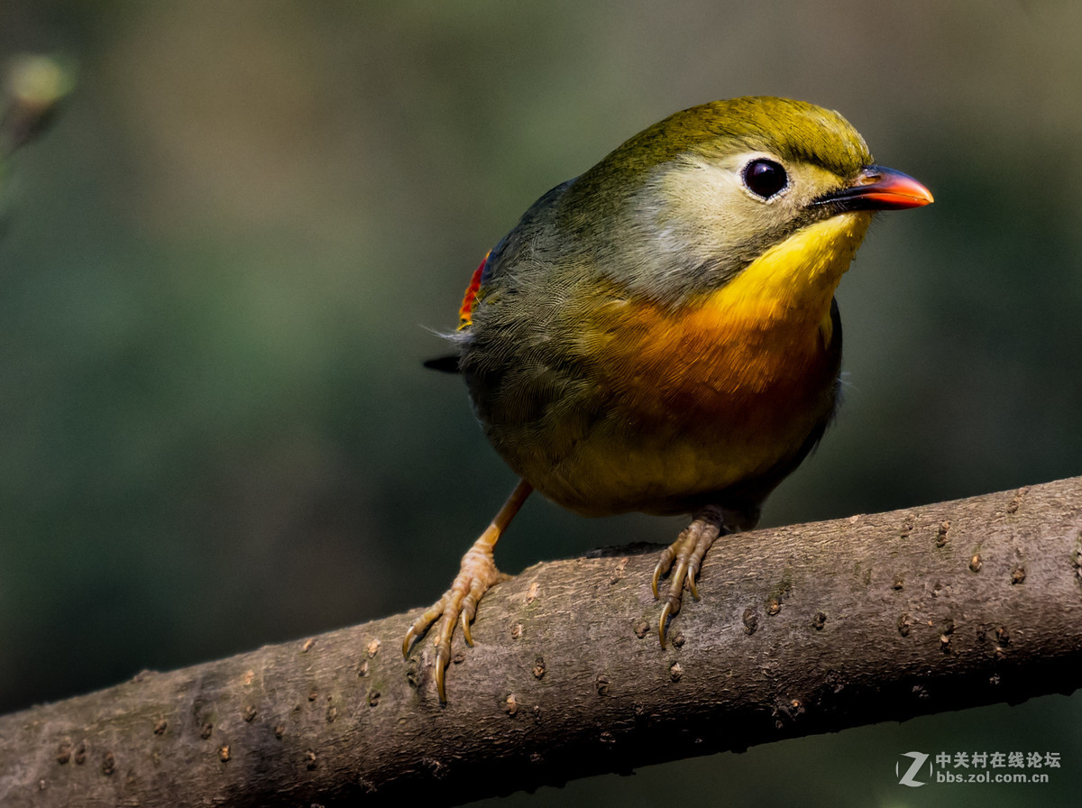 交流一组相思鸟片(200-500)拍摄