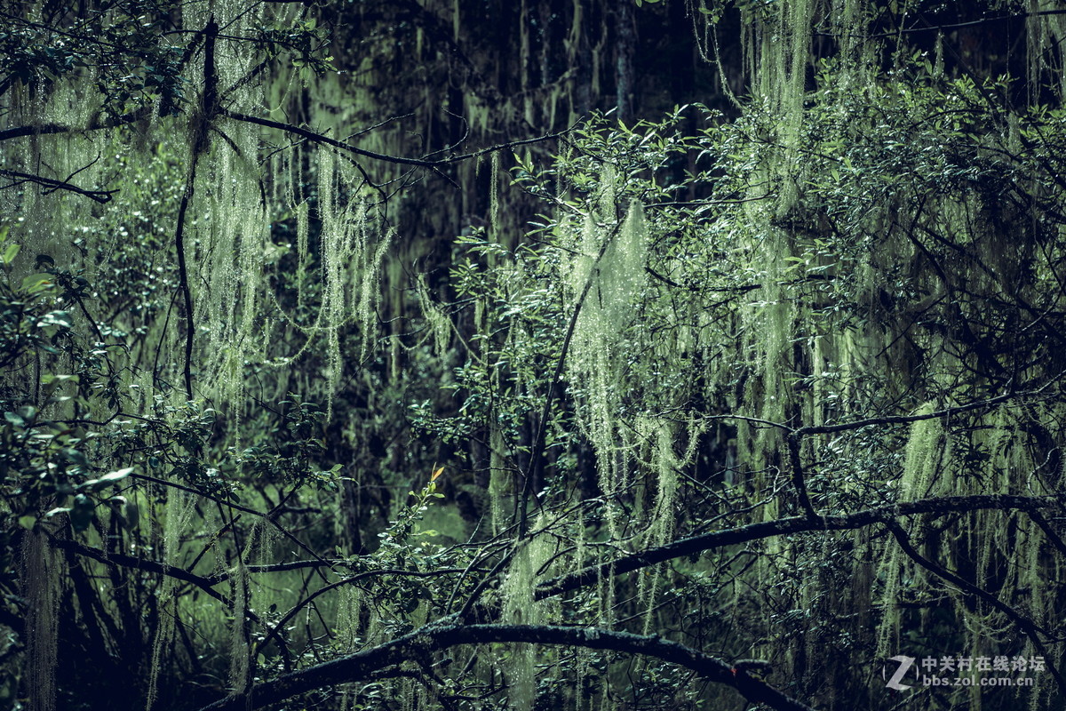 香格里拉。普达措