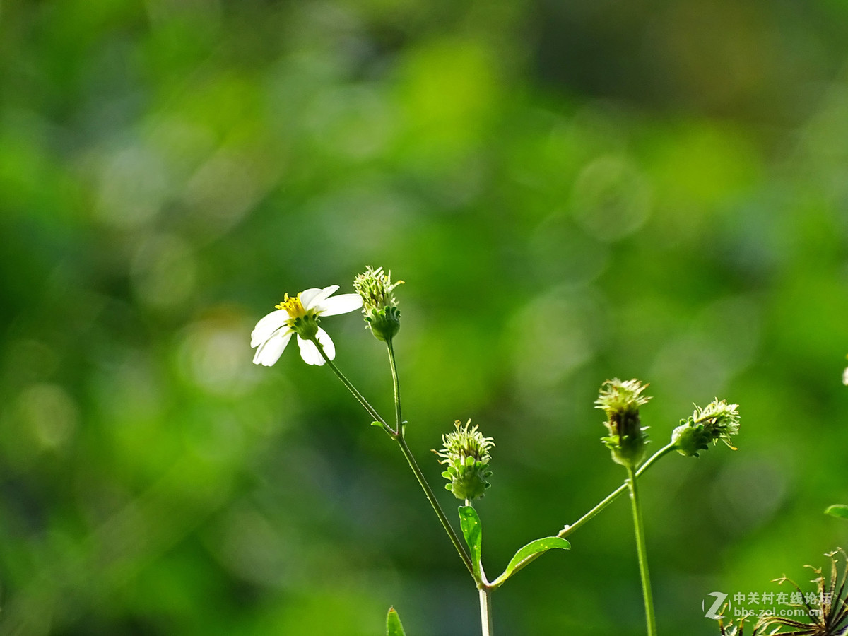 虾钳草