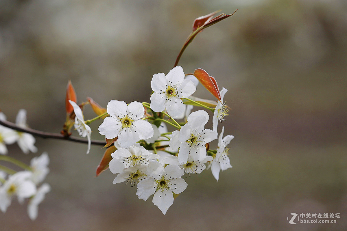 #佳能月赛-人间四月天#--梨花白雪香