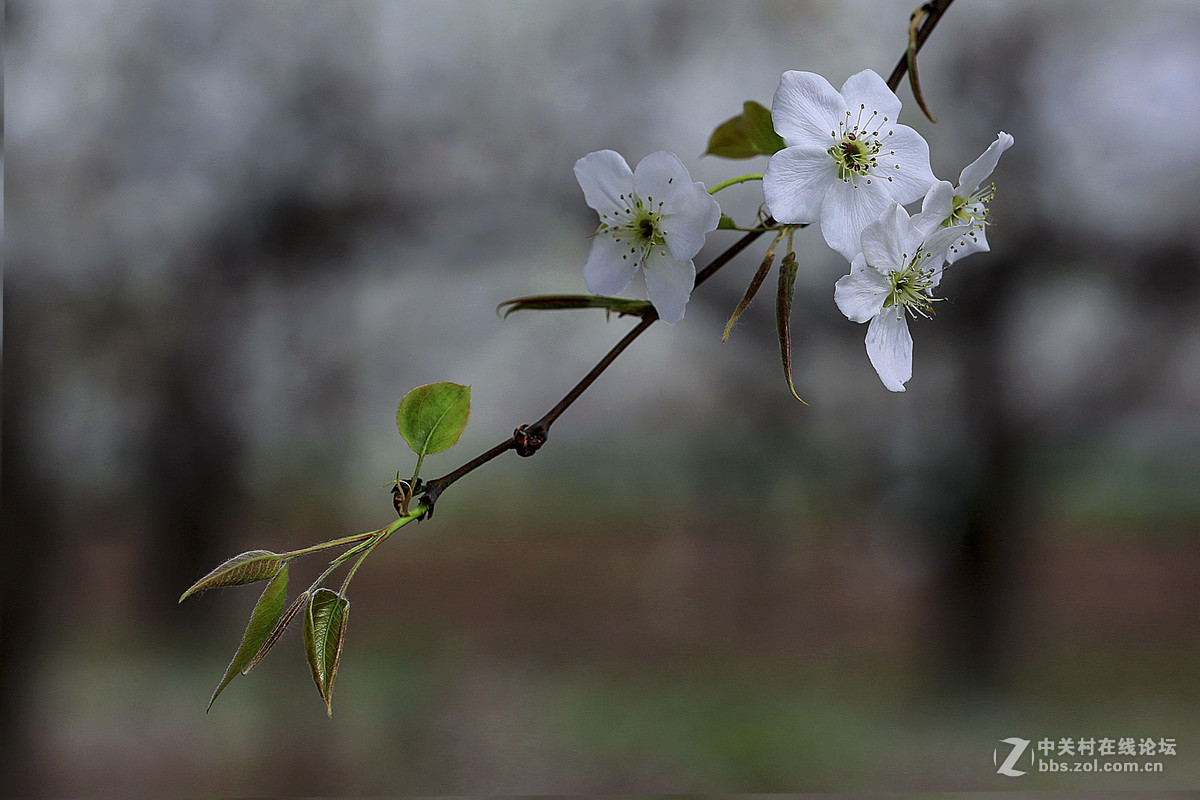 #佳能月赛-人间四月天#--梨花白雪香
