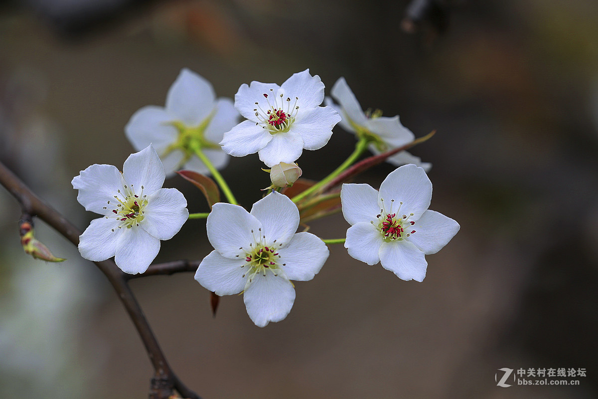 #佳能月赛-人间四月天#--梨花白雪香
