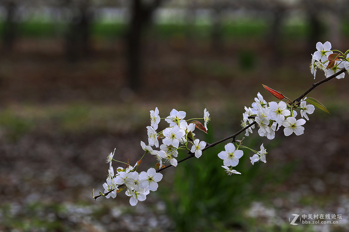 #佳能月赛-人间四月天#--梨花白雪香