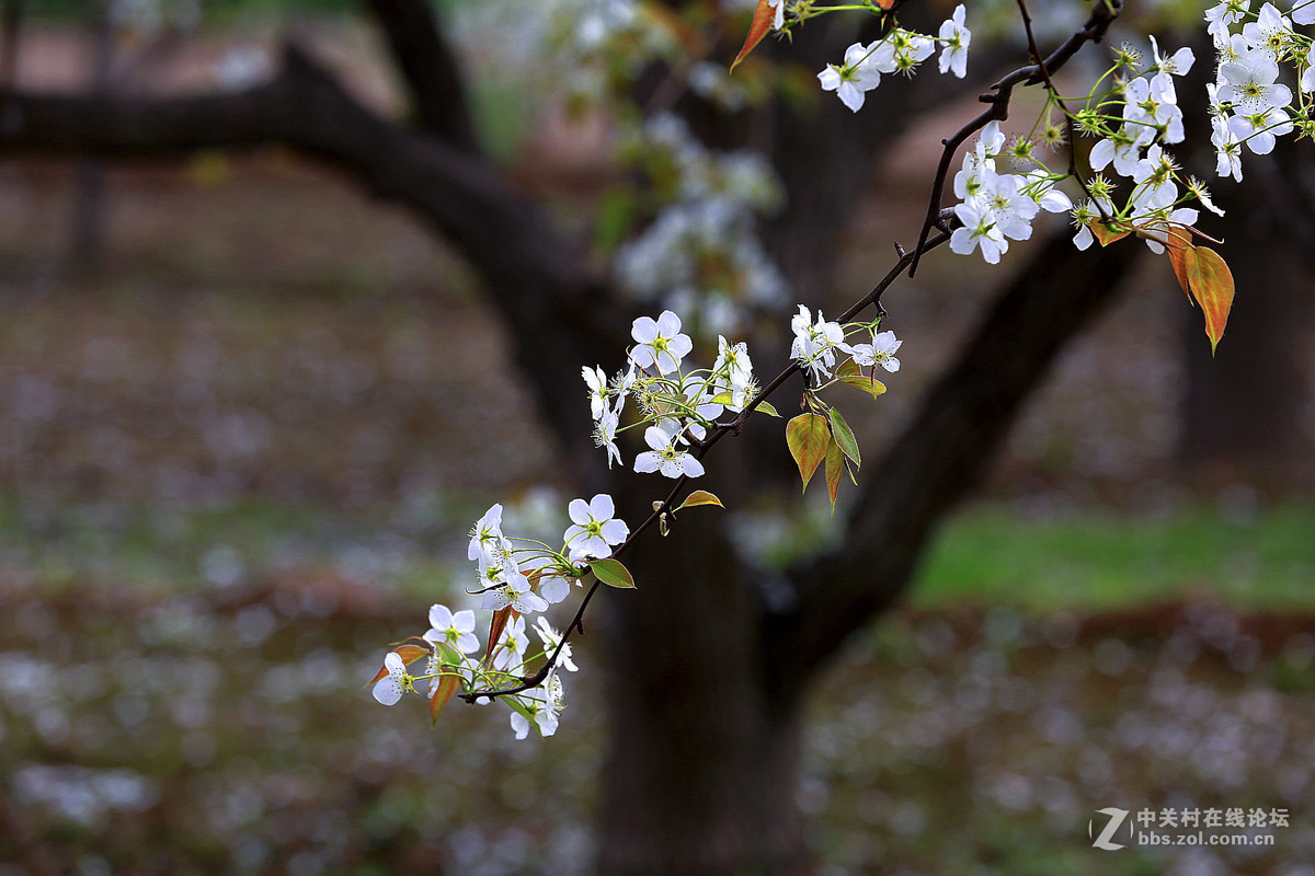 #佳能月赛-人间四月天#--梨花白雪香