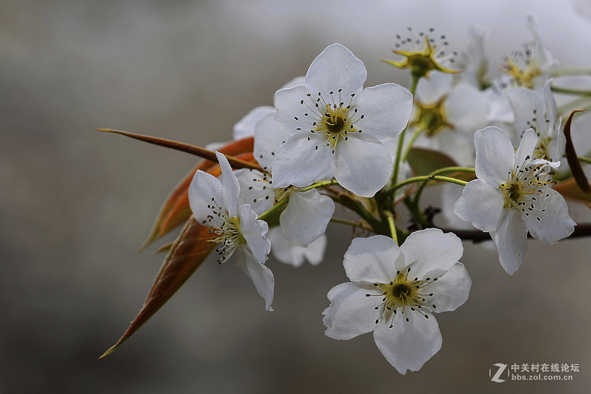 #佳能月赛-人间四月天#--梨花白雪香