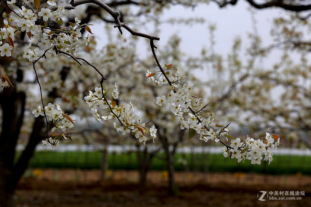 #佳能月赛-人间四月天#--梨花白雪香