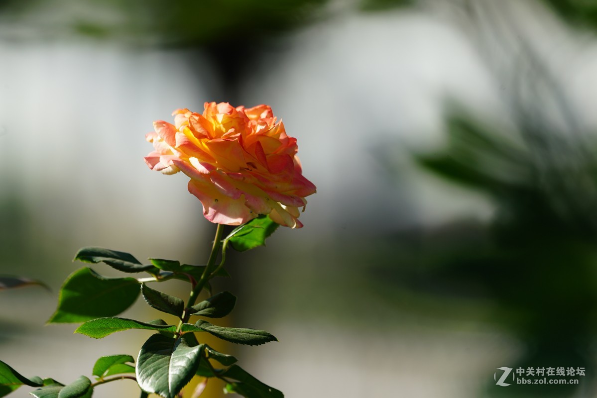 月季花toA99摄影星空(中国)