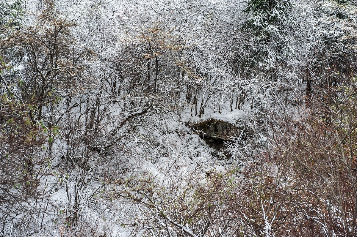 风停雪霁寒林添彩