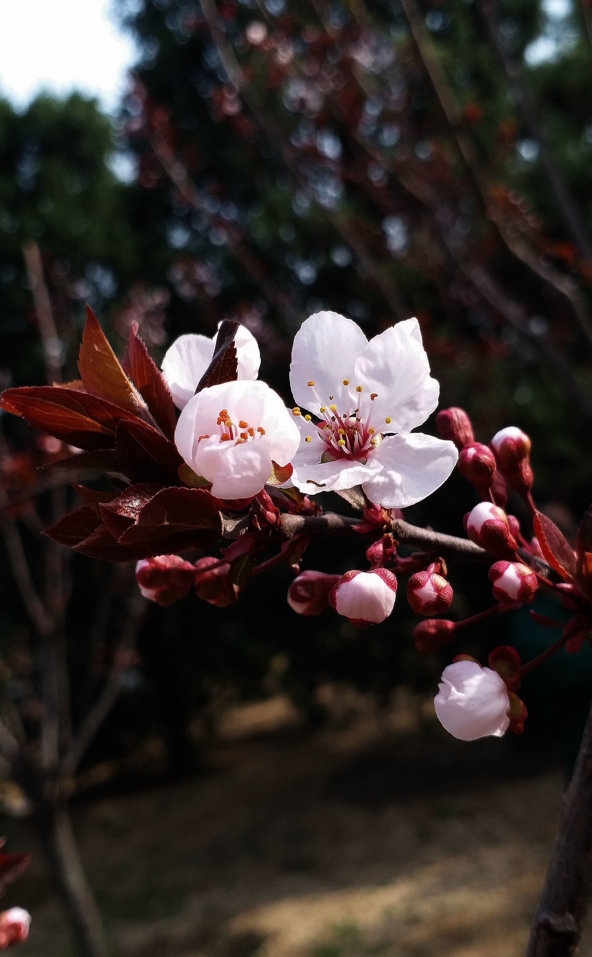 紫叶李几月开花图片