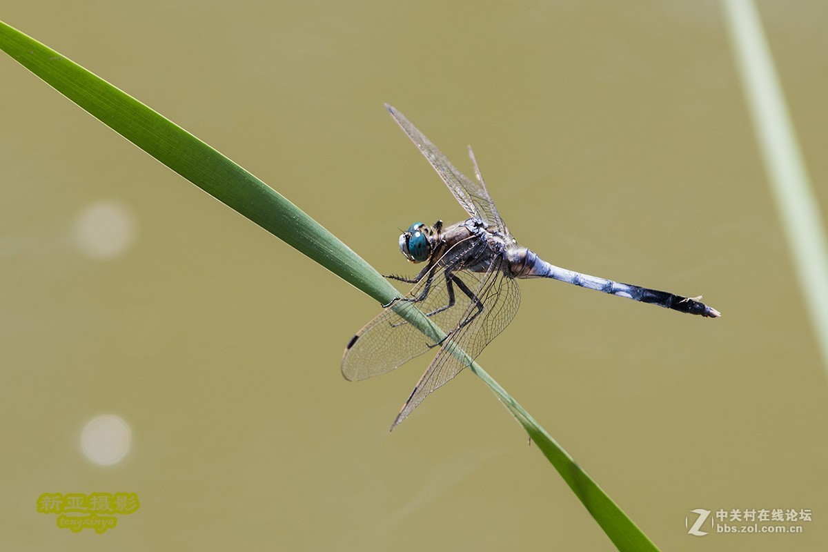抓拍蜻蜓（续）