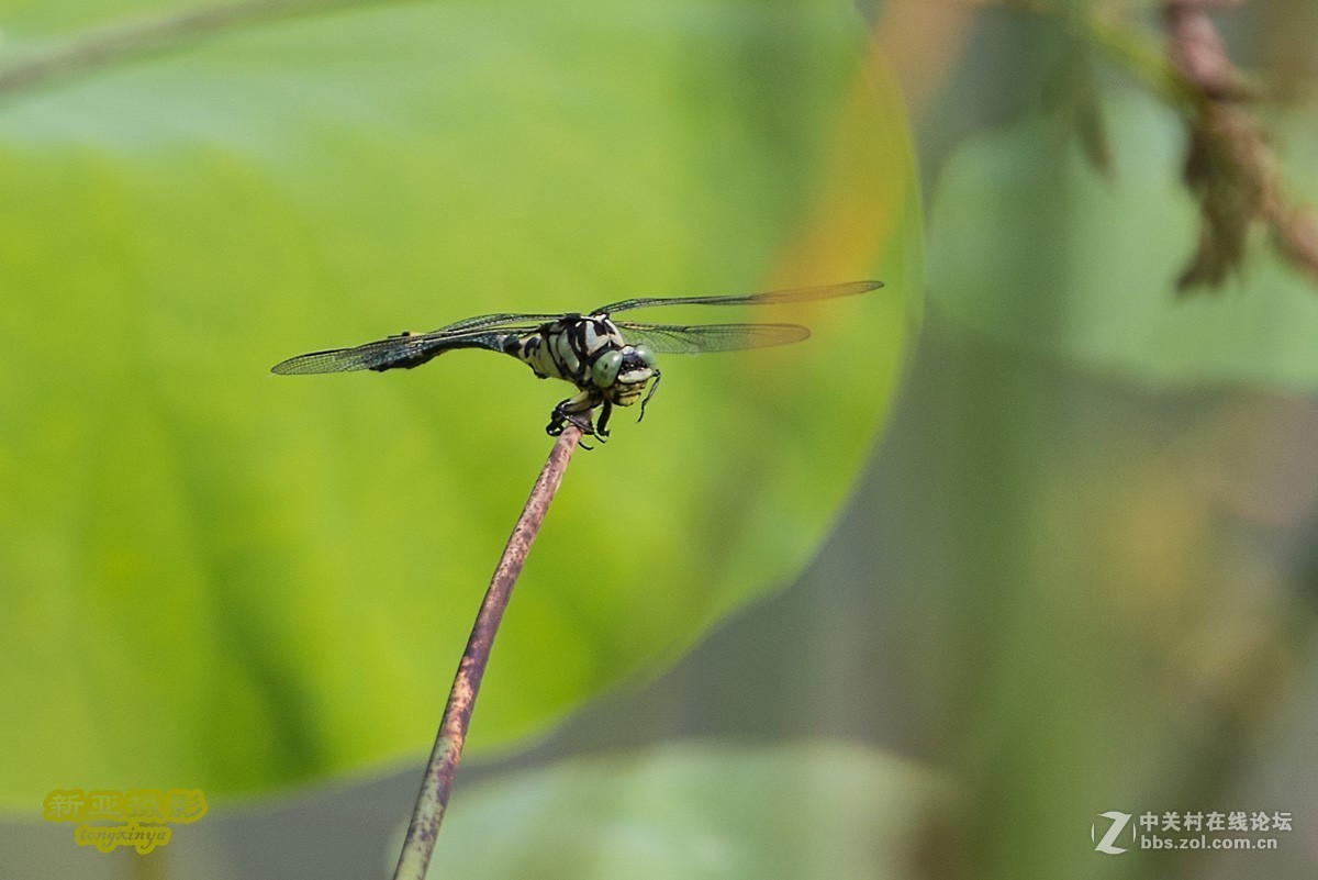 抓拍蜻蜓（续）