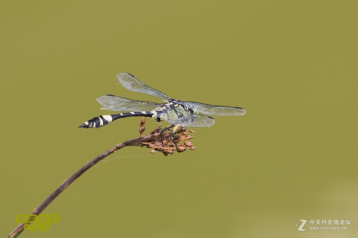 抓拍蜻蜓（续）