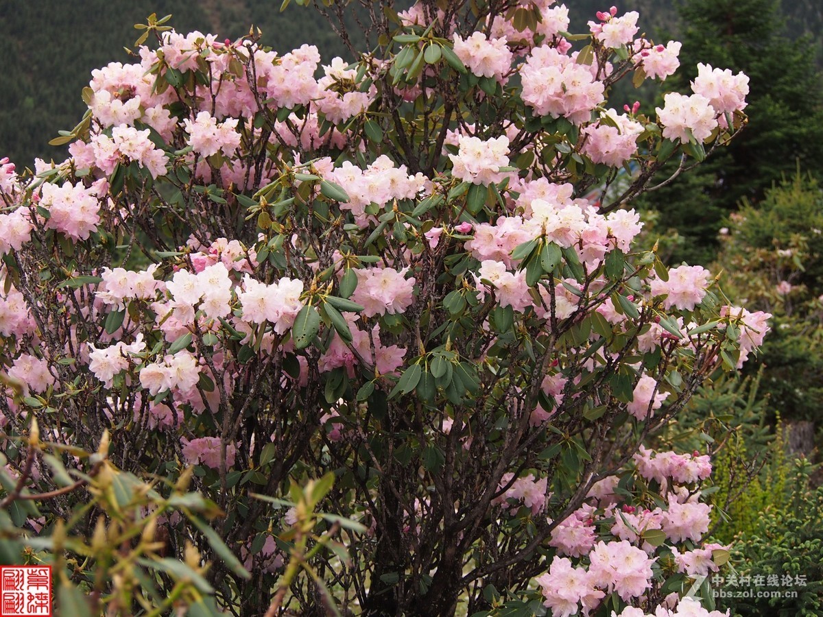 开在高山的达玛花7