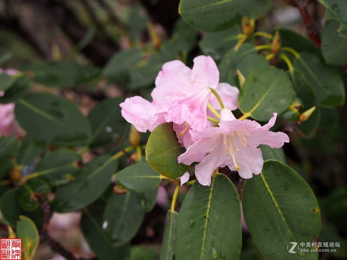 开在高山的达玛花7