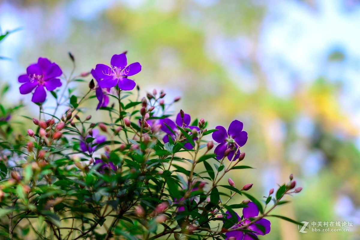 D610+适马50 1.4一代