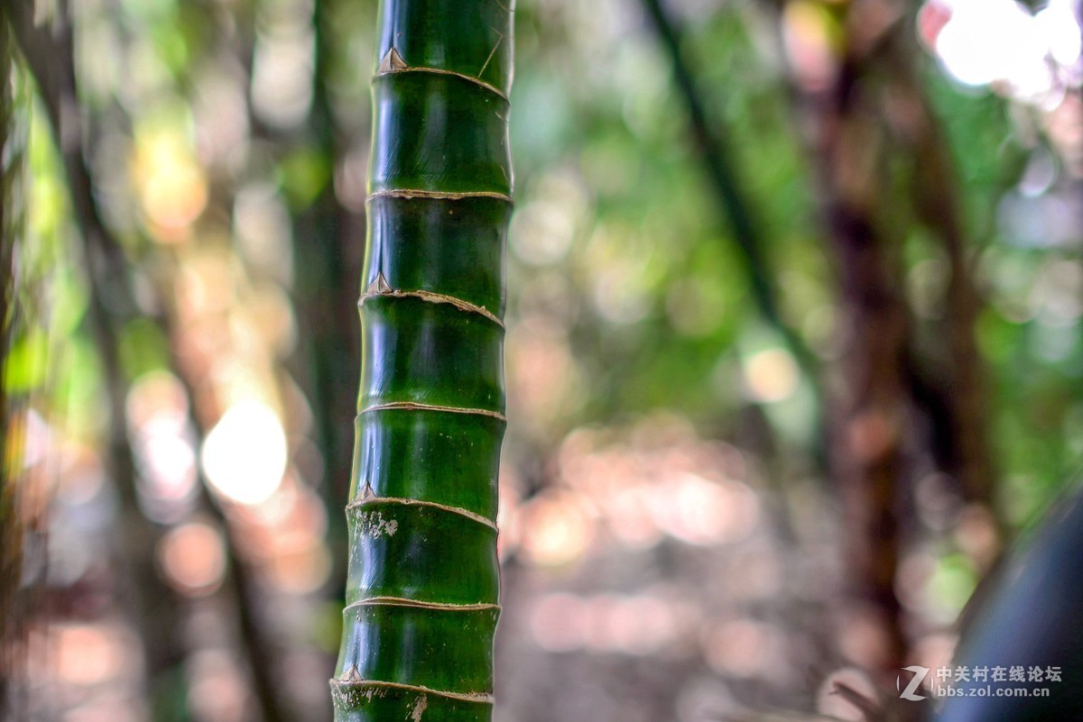 D610+适马50 1.4一代