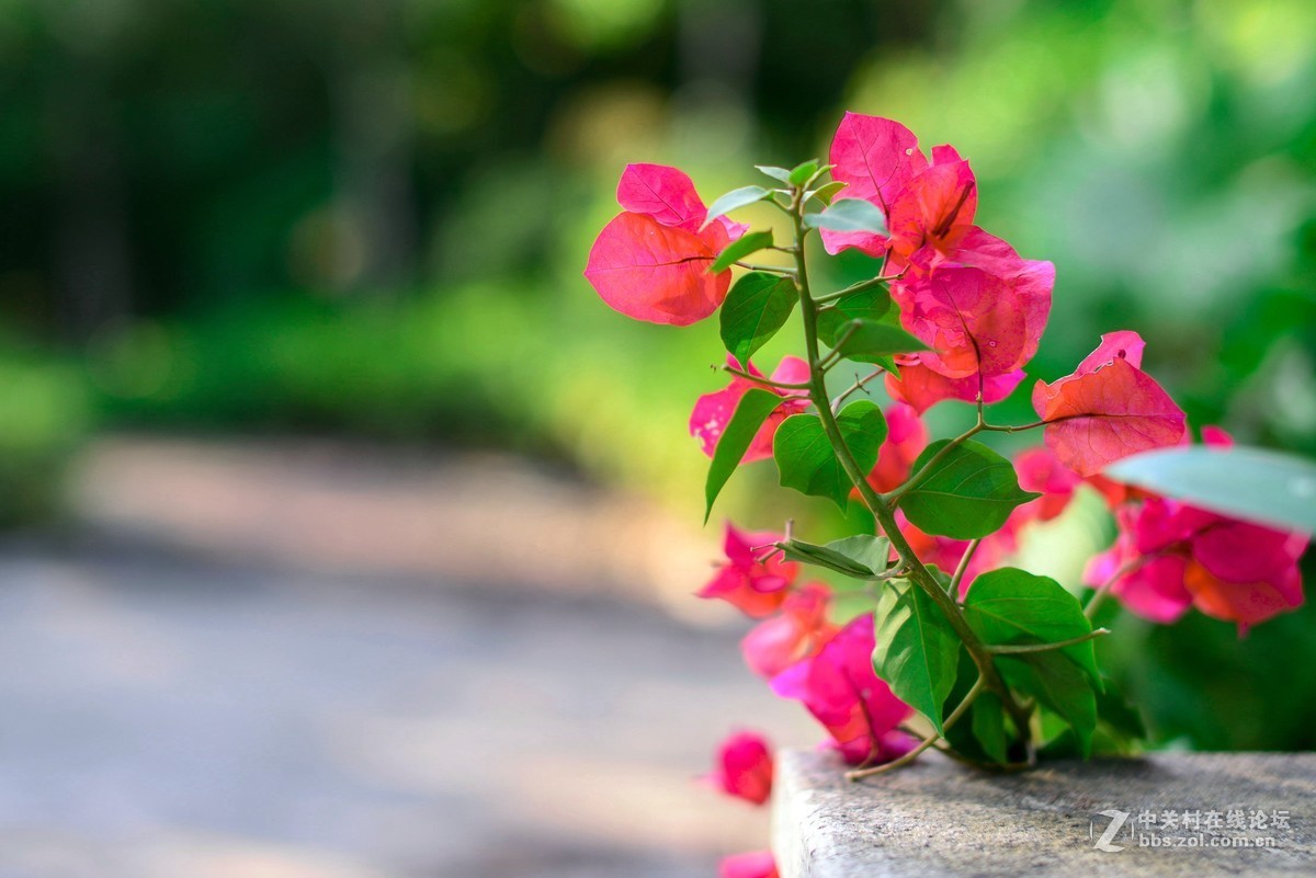 D610+适马50 1.4一代