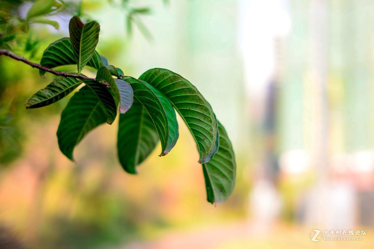 D610+适马50 1.4一代