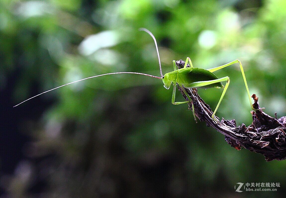 微距杂拍（七）