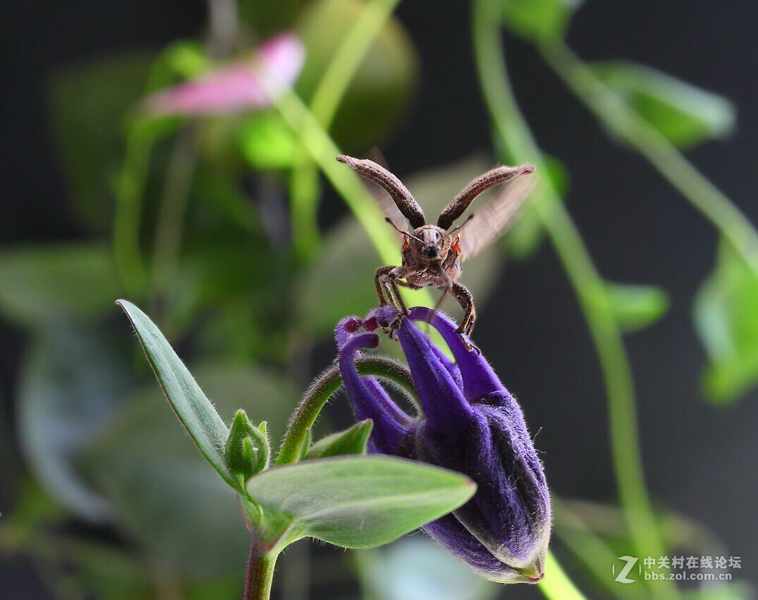 微距杂拍（七）