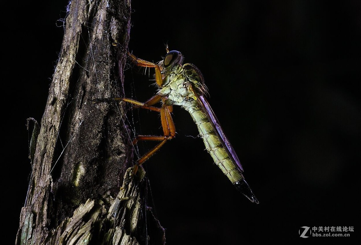 微距杂拍（七）