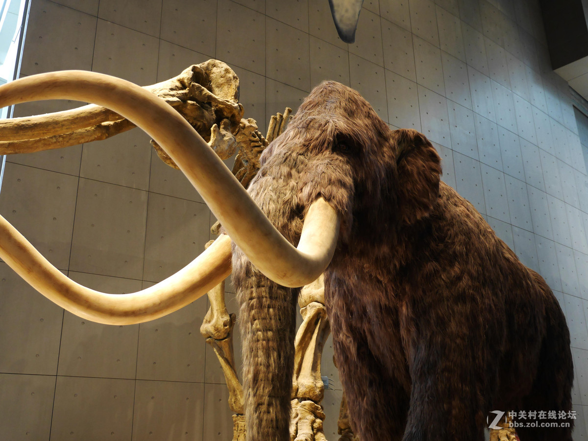 上海自然博物馆