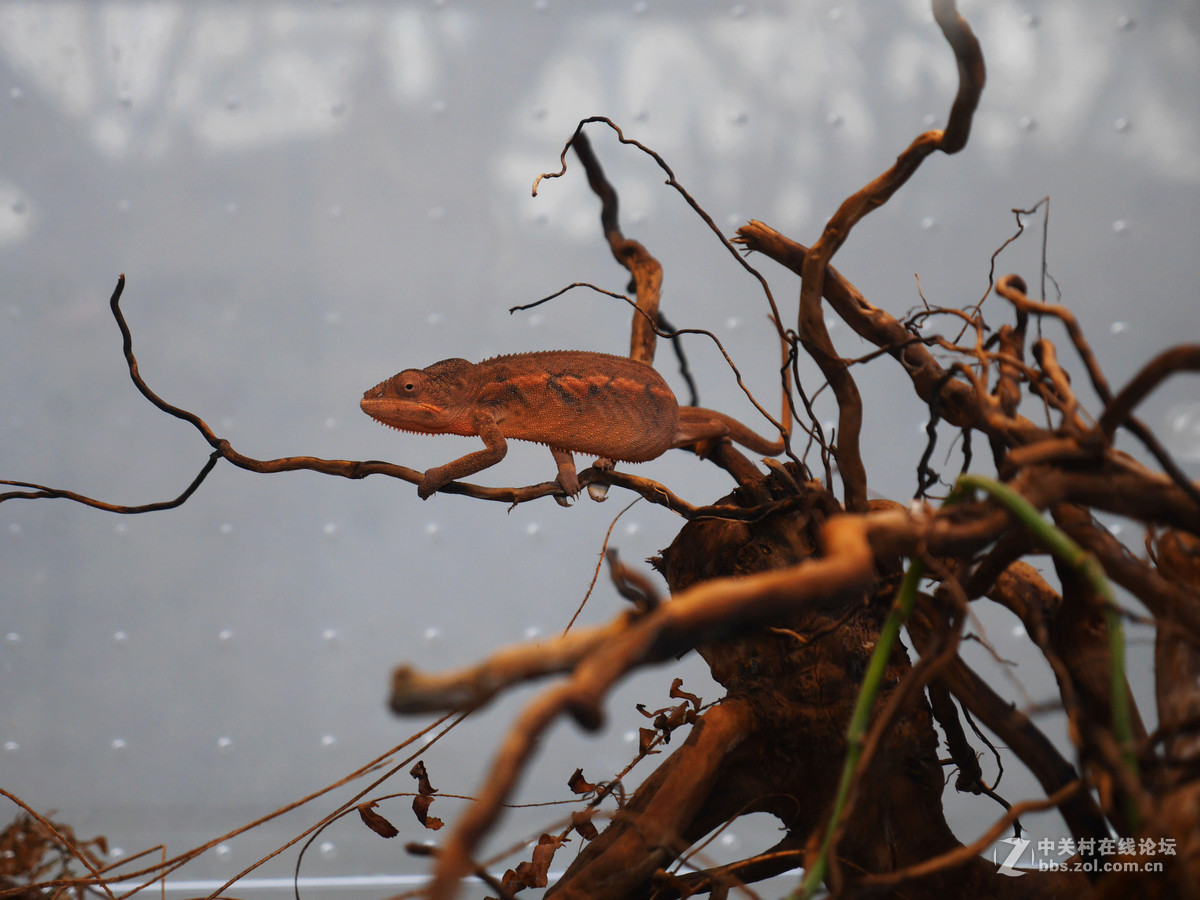 上海自然博物馆