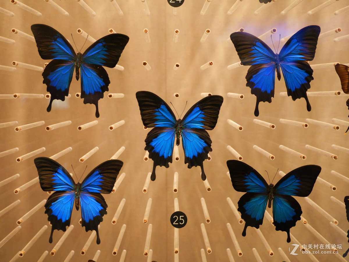 上海自然博物馆