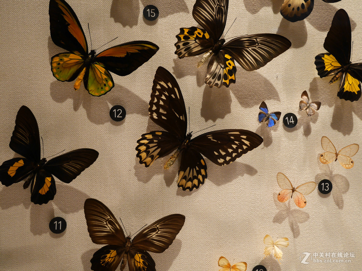 上海自然博物馆