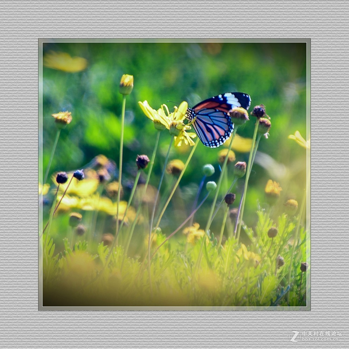 逐光弄影——秋风中的蝴蝶