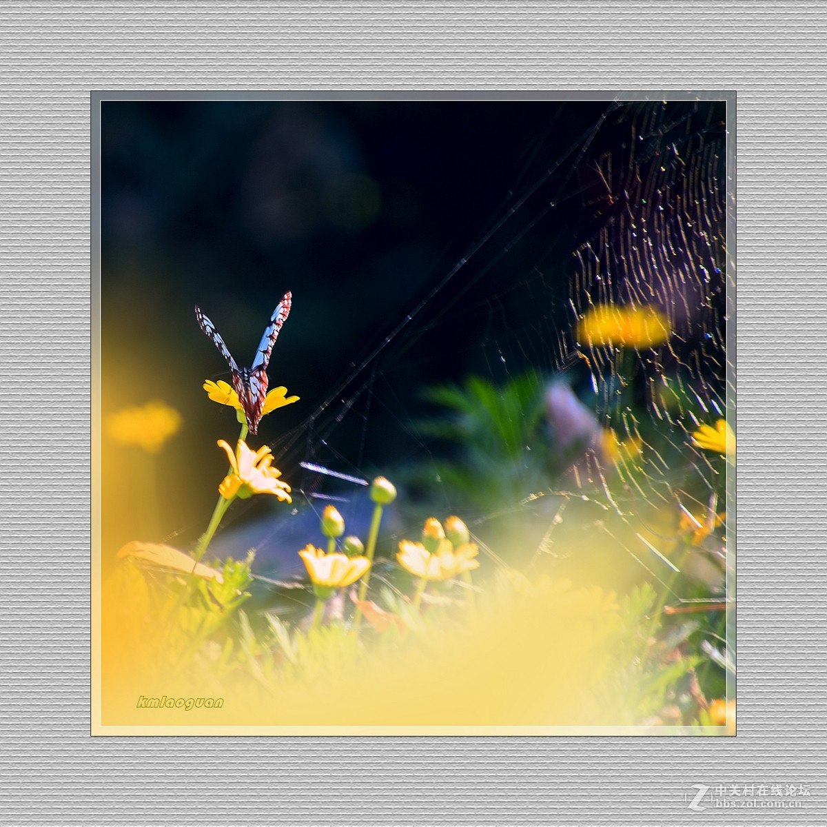 逐光弄影——秋风中的蝴蝶